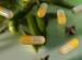Pharmaceutical illustration. Pharmaceutical illustration.